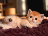 British Shorthair Golden Ny12