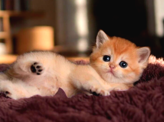 British Shorthair Golden Ny12 görsel