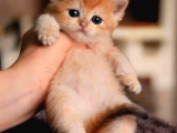 British Shorthair Golden Ny12