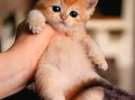 British Shorthair Golden Ny12 görsel