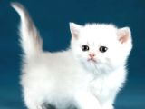 Bem Beyaz Si̇lver Bri̇ti̇sh Shorthai̇r Ns1133
