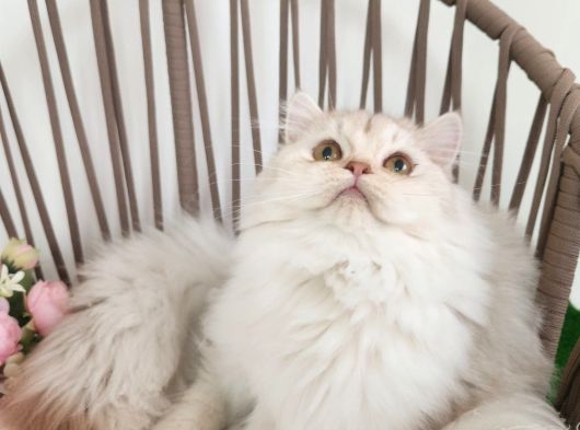Safkan British Longhair Golden Yavrular Hazır