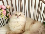 Safkan British Longhair Golden Yavrular Hazır