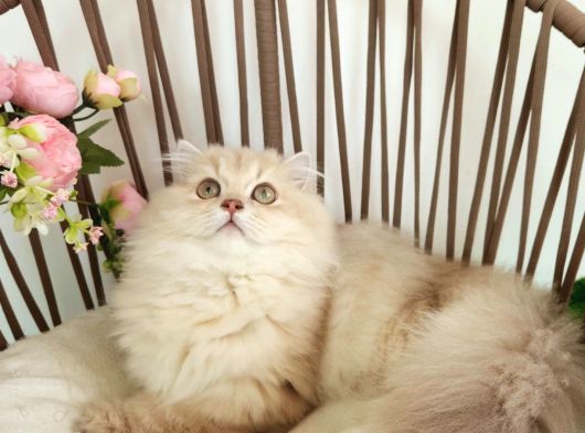 Safkan British Longhair Golden Yavrular Hazır görsel