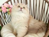 Safkan British Longhair Golden Yavrular Hazır