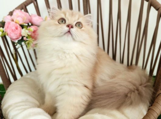 Safkan British Longhair Golden Yavrular Hazır görsel