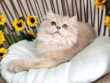 Safkan British Longhair Golden Yavrular Hazır