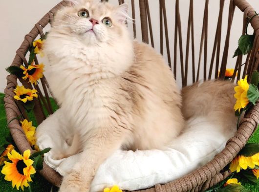 Safkan British Longhair Golden Yavrular Hazır görsel