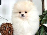 Bebek Yüzlü Pomeranian Boo Yavrular