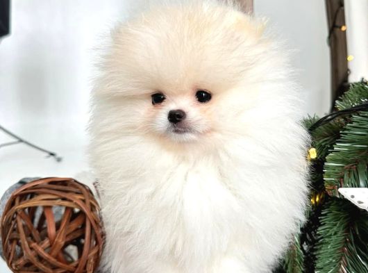 Bebek Yüzlü Pomeranian Boo Yavrular görsel