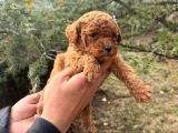 Renk Renk Toy Poodle Yavrulari Mi̇ni̇ Boy