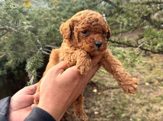 Renk Renk Toy Poodle Yavrulari Mi̇ni̇ Boy görsel