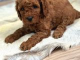 Renk Renk Toy Poodle Yavrulari Mi̇ni̇ Boy