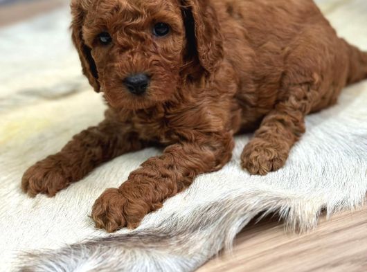 Renk Renk Toy Poodle Yavrulari Mi̇ni̇ Boy görsel