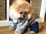 Bebek Yüzlü Pomeranian Boo Yavrular