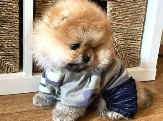 Bebek Yüzlü Pomeranian Boo Yavrular