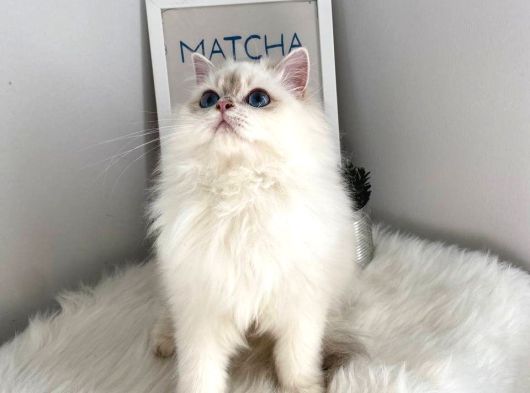 British Shorthair Ve British Longhair Safkan Yavrular