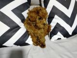 Korextoy Poodle Son 2  Dişi