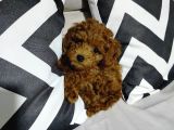 Korextoy Poodle Son 2  Dişi