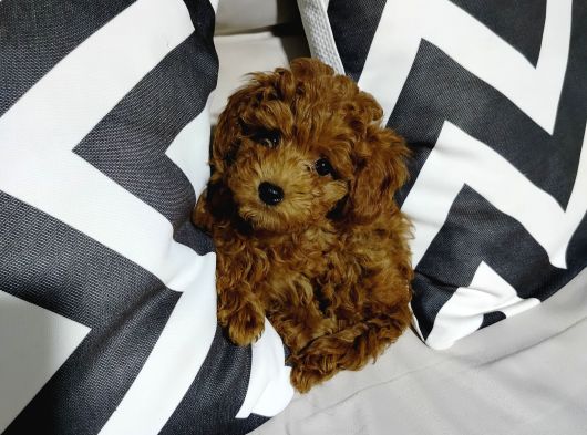 Korextoy Poodle Son 2  Dişi görsel