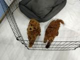 KoreXToy poodle Son 2  Dişi