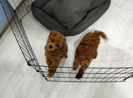 Korextoy Poodle Son 2  Dişi