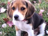 Beagle Yavrularimiz