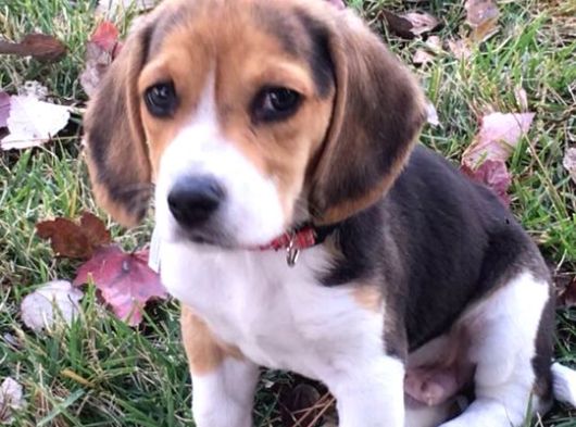 Beagle Yavrularimiz görsel