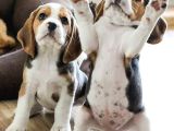 BEAGLE YAVRULARIMIZ