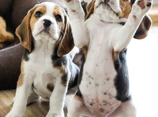 BEAGLE YAVRULARIMIZ