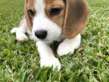 Beagle Yavrularimiz