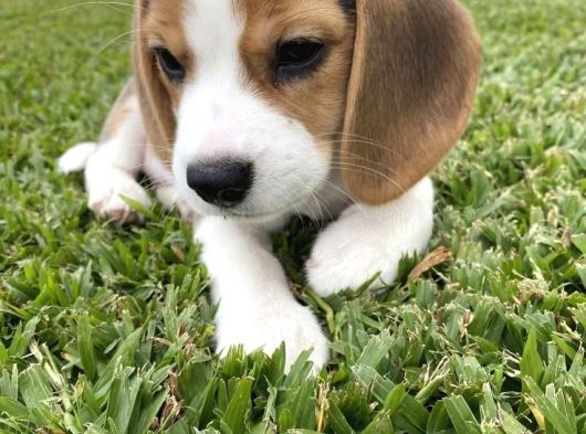 Beagle Yavrularimiz görsel