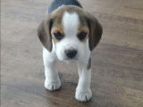 Beagle Yavrularimiz