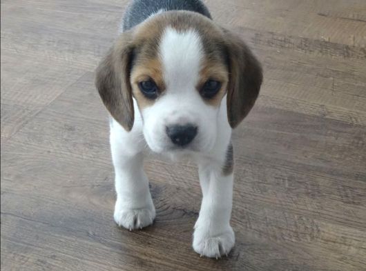 Beagle Yavrularimiz görsel