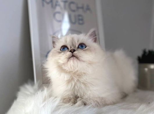 British Shorthair Ve British Longhair Safkan Yavrular görsel