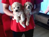 Maltipoo yavrularımız