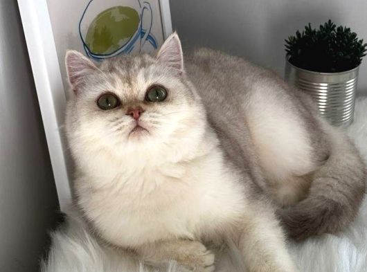 British Shorthair Ve British Longhair Safkan Yavrular görsel