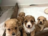 mini maltipoo bebekler