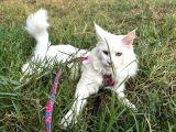 Safkan Kısırlaştırma Şartıyla Ücretsi̇z  Maine Coon