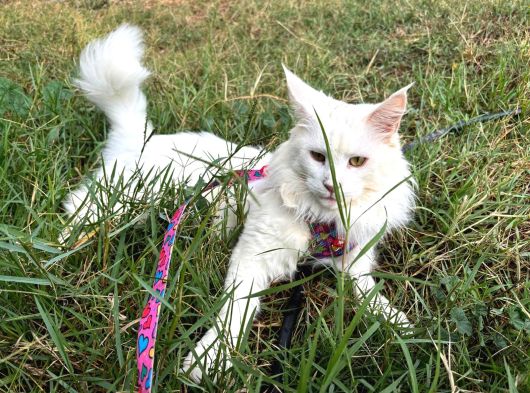 Safkan Kısırlaştırma Şartıyla Ücretsi̇z  Maine Coon görsel