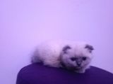 55 Günlük Scottish Fold Yavruları