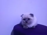 55 Günlük Scottish Fold Yavruları