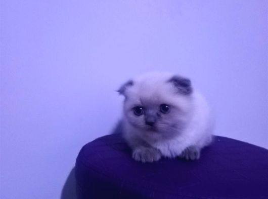 55 Günlük Scottish Fold Yavruları görsel