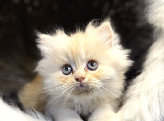 18 Adet 2 Aylık Sağlık Garantili Bebekler