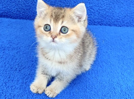Golden Bri̇ti̇sh Ponçi̇k Tesli̇me Hazirdir görsel