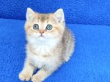 Golden Bri̇ti̇sh Ponçi̇k Tesli̇me Hazirdir