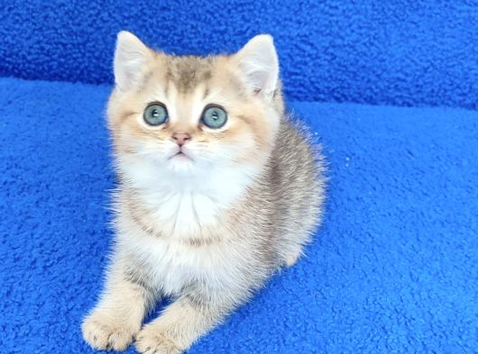Golden Bri̇ti̇sh Ponçi̇k Tesli̇me Hazirdir görsel