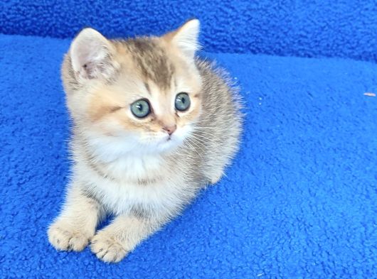 Golden Bri̇ti̇sh Ponçi̇k Tesli̇me Hazirdir görsel