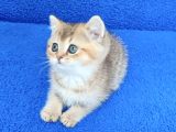 Golden Bri̇ti̇sh Ponçi̇k Tesli̇me Hazirdir