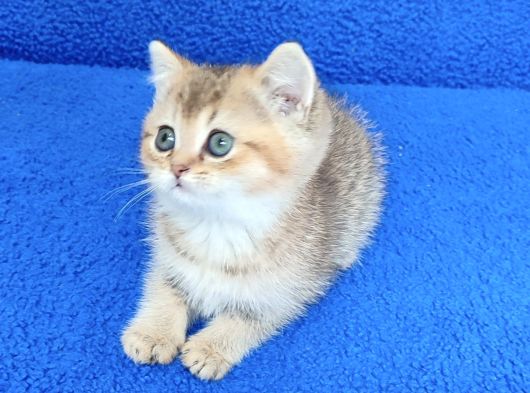 Golden Bri̇ti̇sh Ponçi̇k Tesli̇me Hazirdir görsel